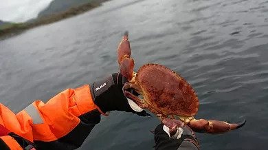 Crab safari in Lofoten