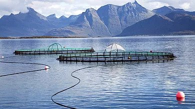 Salmon safari in Lofoten