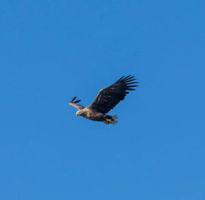 Eagle flying in Lofoten
