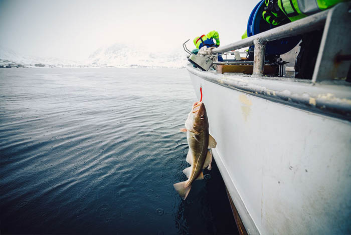 Fishing cod in Lofoten
