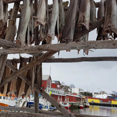 Tørrfisk brukt i Restaurant i Lofoten